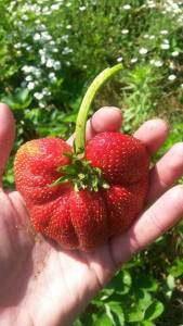 10500462_984009991623505_4305374248702206421_n