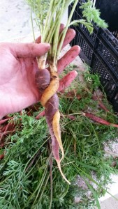 20150707_131409_resized