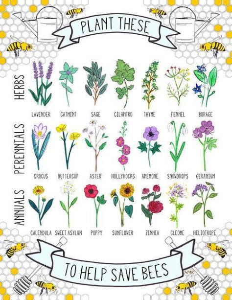 plants_that_bees_love